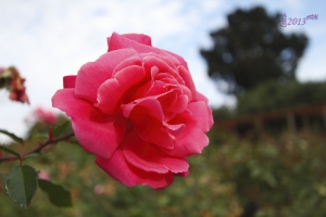 花卉隨拍 - 玫瑰