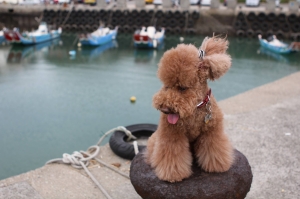 攝影師說專業的麻豆拍照，就是不經意將臉偏向一邊