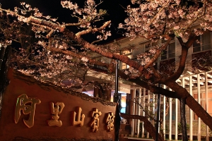 ★阿里山夜櫻★