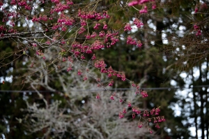 阿里山緋寒櫻