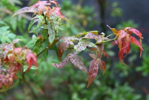 [5DIII] 漆樹小枝葉 -by jyp.