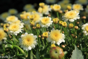 東拼西湊不專業 發帖