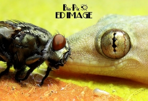 蜥蜴人 VS 蒼蠅人 By 百微小姐