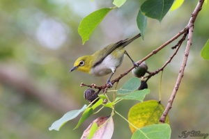 很普但很可愛的綠繡眼