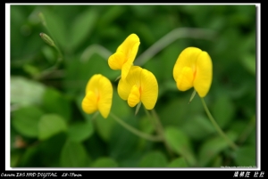 黃色小花　　蔓花生