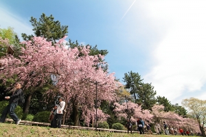 京都 - 青天 垂桜 晴