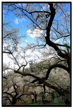 踏雪尋梅~~烏松崙