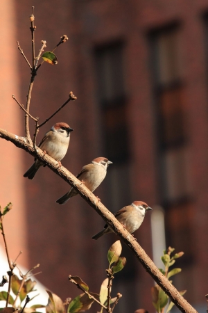 [宅爸] 一張有趣的麻雀三兄弟