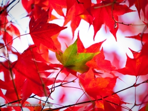 秋楓攝旅-武陵農場&中橫篇