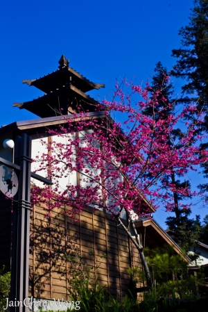 南投也是有櫻花