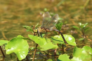 蜻蜓點水