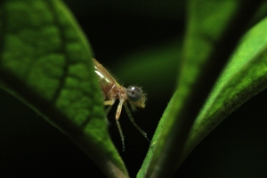 豆娘-2臉部特寫