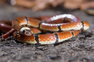 大屯山爬爬族夜觀20120722
