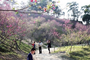 台中大坑櫻花