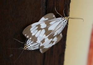 98/04/25 仁山植物園、新寮瀑布、金車酒廠之旅(有18禁)