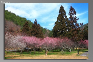 2010彩色武陵 櫻梅鄉間