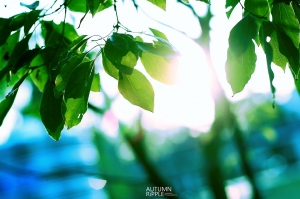 + AUTUMN RiPPLE +