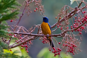 大雪山的鳥-黃腹琉璃(公)