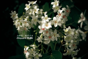 山那邊．綠葉方舟