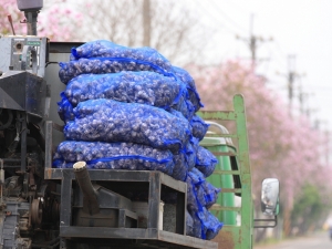 ★農村蒜頭收成記★