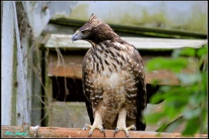 放鬆一下!!賞鳥~生態~瀑布~