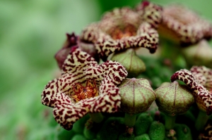 美麗的仙人掌花朵