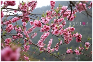 [台中]讓我們賞櫻去-桃花莊裡桃花開(4)