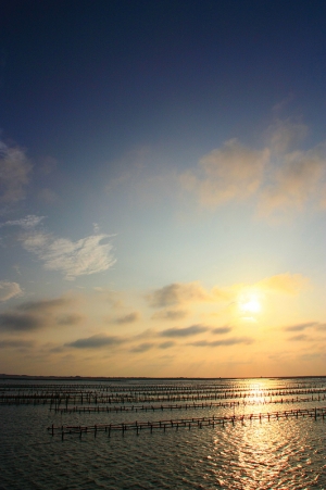 井仔腳瓦盤鹽田+蚵場