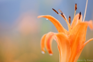 南投頭社金針花