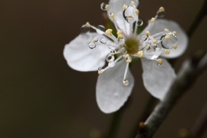 20110130植物園試鏡-500D Close-up Lens  By SBM