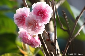 櫻花