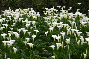 海芋@陽明山竹子湖