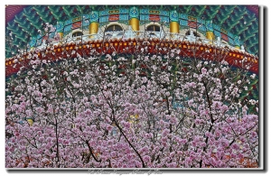 6D&nbsp;&nbsp;遲來的天元宮吉野櫻