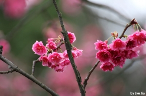 '陽明山~賞櫻去