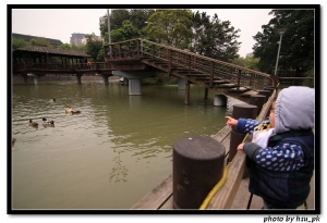 2011-03-24 鴨子來.....