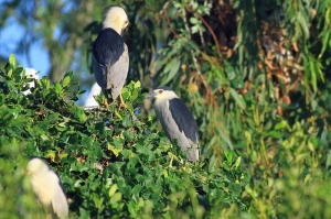 456打鳥記 - 築巢中的夜鷺