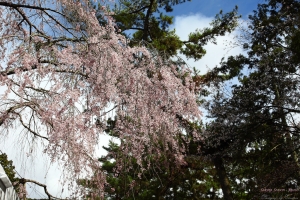 Kyoto, Japan - 桜の降りしきる京都 - VOL 1.3 - 南禪寺