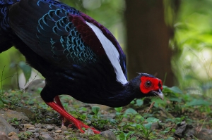 白羽有痕藍腹鷳