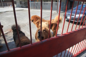 送給ryan83西藏獒犬