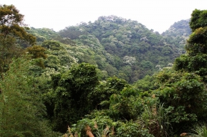 美哉--橫山油桐花