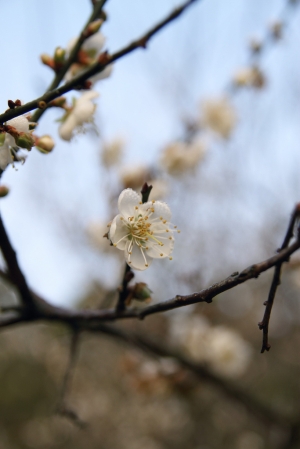 2013 清華大學 梅園