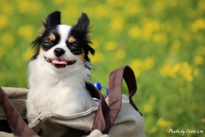 我家小妙的田間半日遊