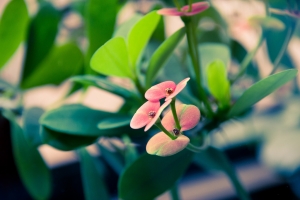 [600D]新手拍的花