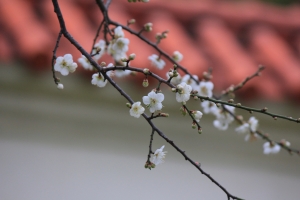 志成公園 冬梅隨拍