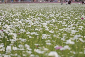 新社花海+小白兔實拍測試
