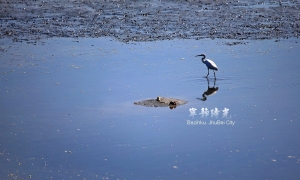 (chujy) 白鷺鷥, 真難搞