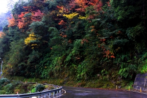 台8線楓紅公路