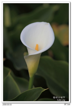 efs10-22 & 小小黑 拍海芋