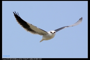 EF 400mm f5.6-天空中最美麗的猛禽 黑翅鳶