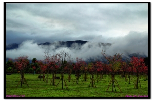 武陵農場->太平山->棲蘭山莊行之路途上風情...By Tony